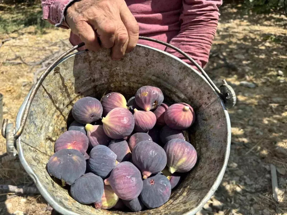 bursa siyah incirinde dusuk rekolte j1ecI7bJ.jpg