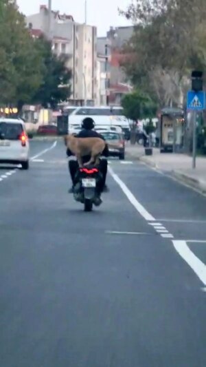 kopek motosiklete bindi neselendirdi c98Ny5zp.jpg