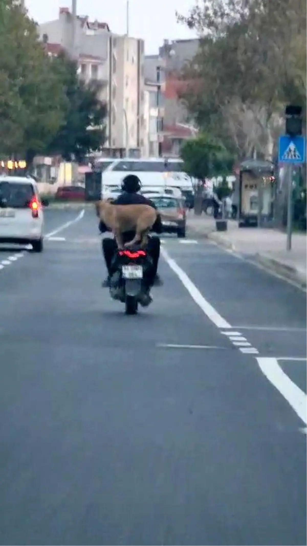 Köpek Motosiklete Bindi, Neşelendirdi
