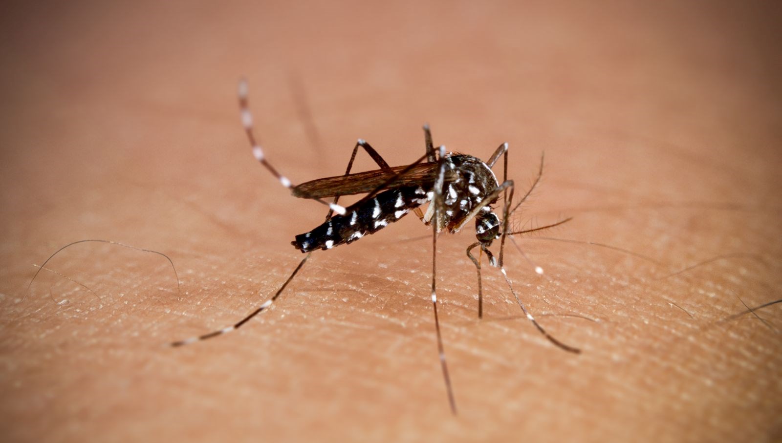 new yorkta alti yil sonra ilk chikungunya vakasi goruldu 3xFwkHHy.jpg